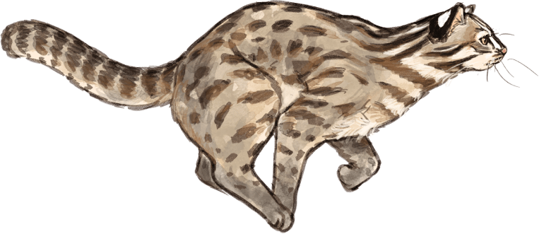 We hope Tsushima Leopard Cat fine.and