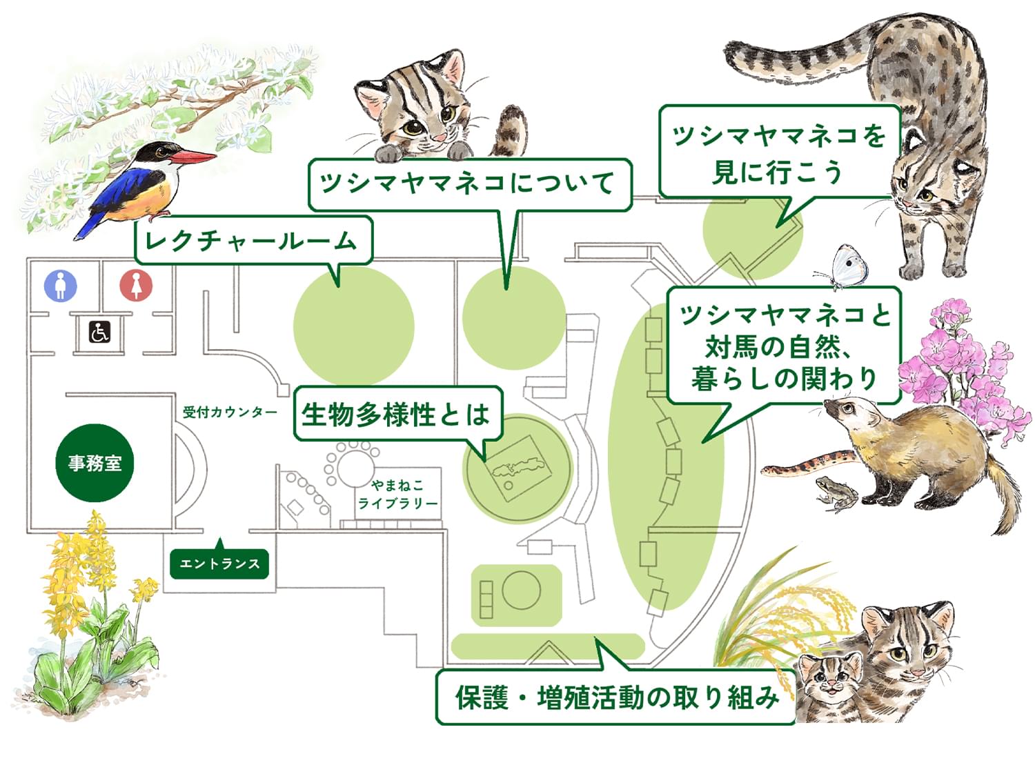エントランスから入って、左手から受付カウンター・事務室、男女トイレ、車椅子に対応したトイレ、レクチャールーム、レクチャールームの手前にはやまねこライブラリーがあります。やまねこライブラリーの奥には左手からツシマヤマネコについて、生物多様性とは、保護・増殖活動の取り組み、ツシマヤマネコについての後方にツシマヤマネコを見に行こう、生物多様性の後方にツシマヤマネコと対馬の自然暮らしの関わりのコーナーがあります。