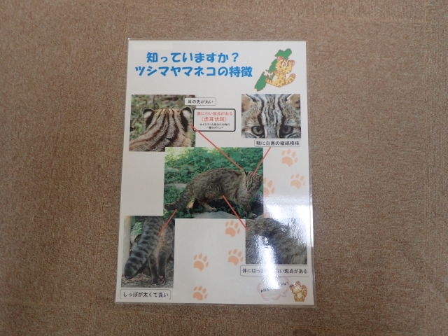 A3サイズ。ツシマヤマネコの特徴が詳しく記載されているものです。