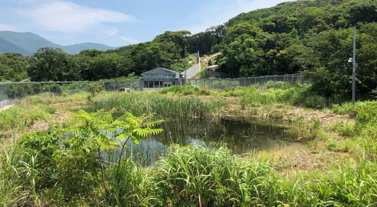 ツシマヤマネコ野生順化ステーションの敷地写真。広い敷地に脱走ができないよう高いフェンスを設け、敷地内には池や草木が外部と遜色なく生い茂っている