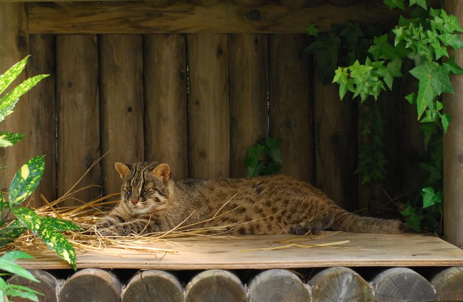 飼育下でくつろぐヤマネコの様子の写真。野生復帰出来るかどうか状態をみて判断します