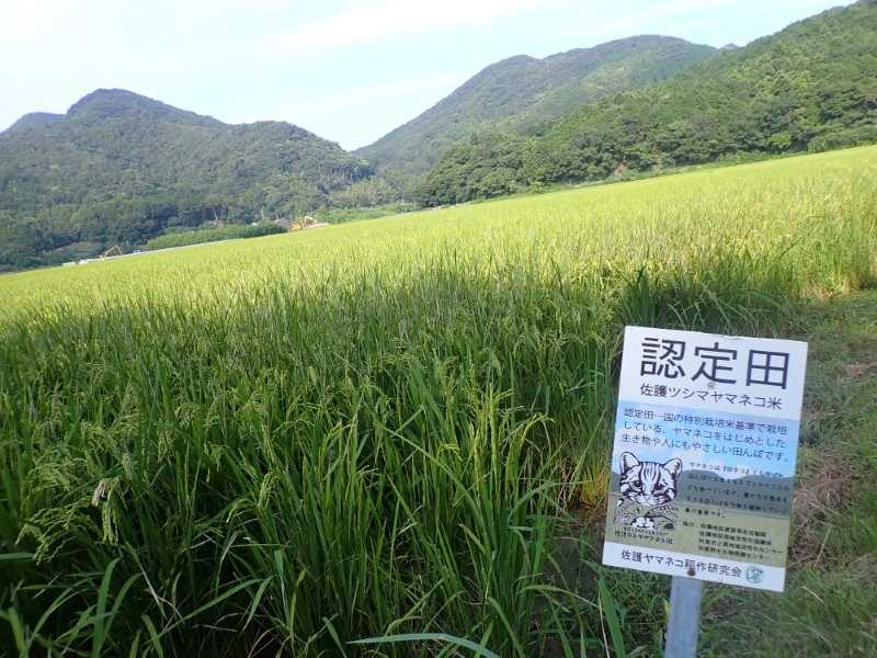 佐護の稲作研究を行っている田んぼの風景写真。収穫され、稲が干されています