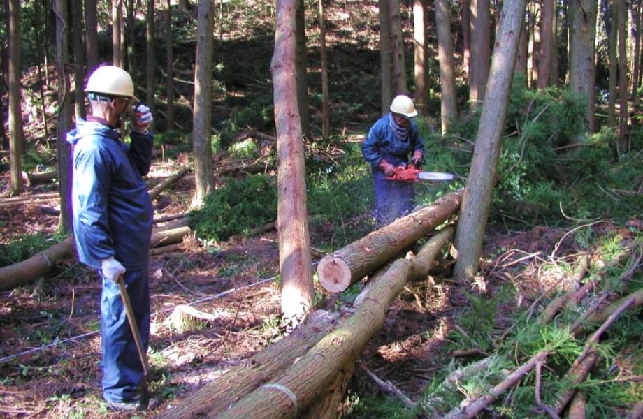 木の伐採をしている様子の写真。2人の男性が木をチェンソーで切り、ヤマネコの生息環境の保全・改善の活動を行っています