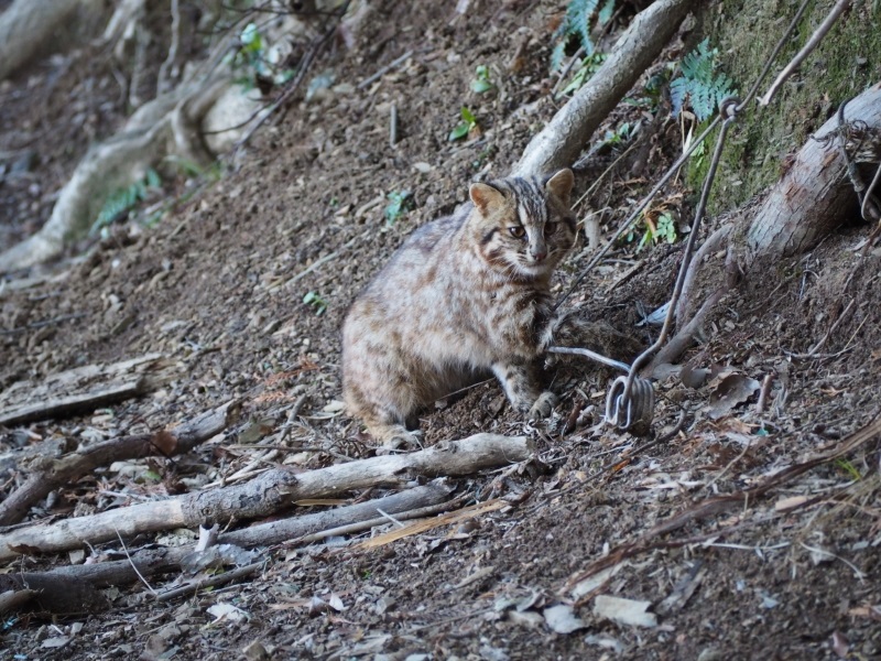 くくりわなにて錯誤捕獲されたツシマヤマネコの写真