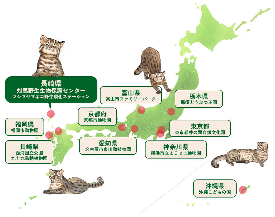 ツシマヤマネコを飼育している動物園は栃木県の那須どうぶつ王国、東京都井の頭自然文化園、神奈川県横浜市立よこはま動物園、富山県富山市ファミリーパーク、愛知県名古屋市東山動植物園、京都府京都市動物園、福岡県福岡市動物園、長崎県西海国立公園九十九島動植物園、沖縄県沖縄こどもの国の９園館です