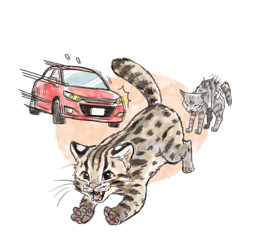 車や、威嚇しているイエネコから逃げるツシマヤマネコのイラスト