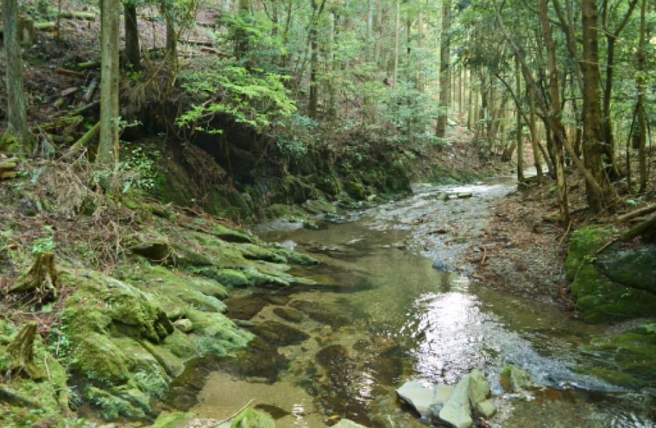 木々に囲まれた、水がきれいな浅い川の写真