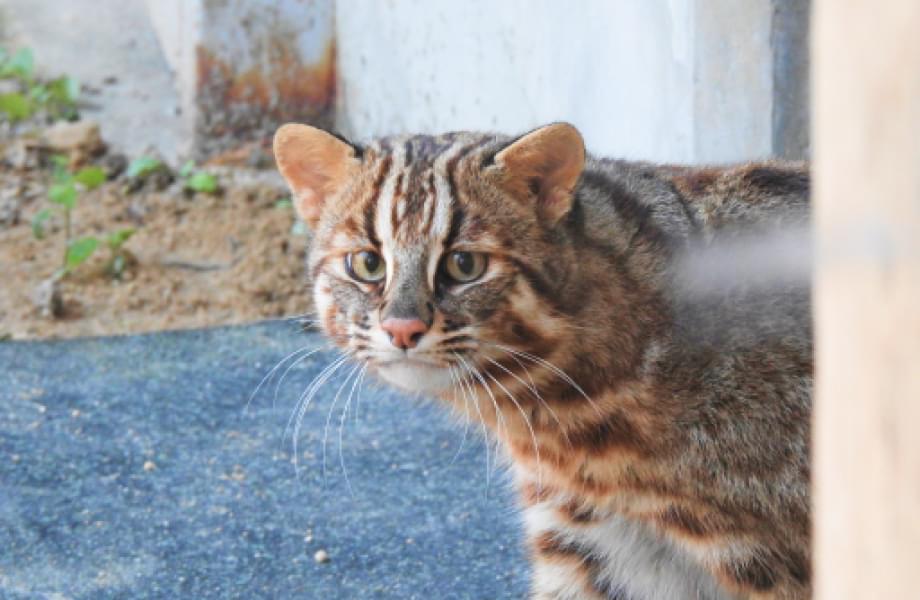 動物園で保護されているツシマヤマネコの写真。体は横向きですが、顔はこちらを向け見ています