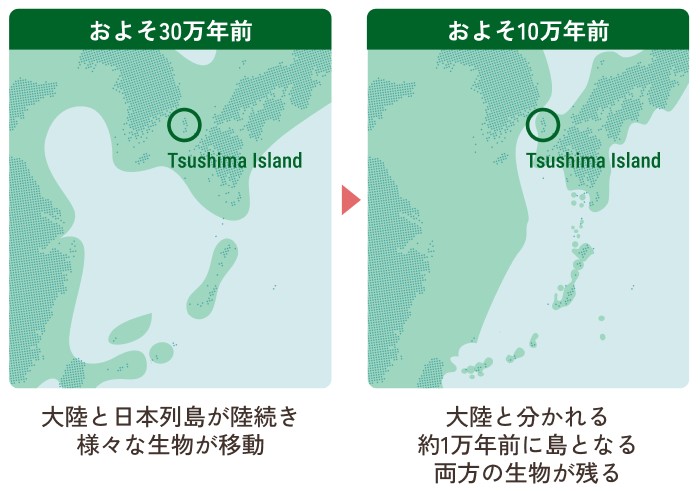 約30万年前大陸と日本列島は陸続きであり、様々な生き物が移動していた。約10万年前に大陸と別れ、約１万年前に島となった。