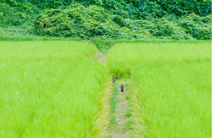 ヤマネコにとって住みやすい環境のひとつである田んぼ。そのあぜを歩くヤマネコの写真